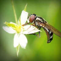 /album/diyet/photolia-a02-jpg/